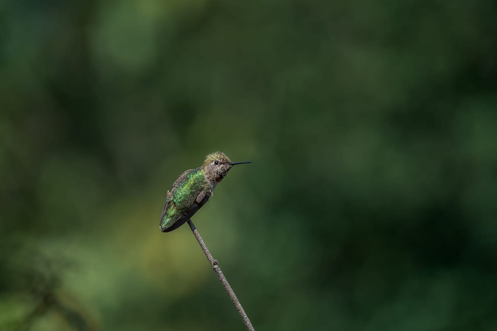 Photo from “Hummingbirds”