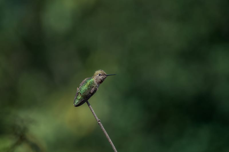 Photo from “Hummingbirds”