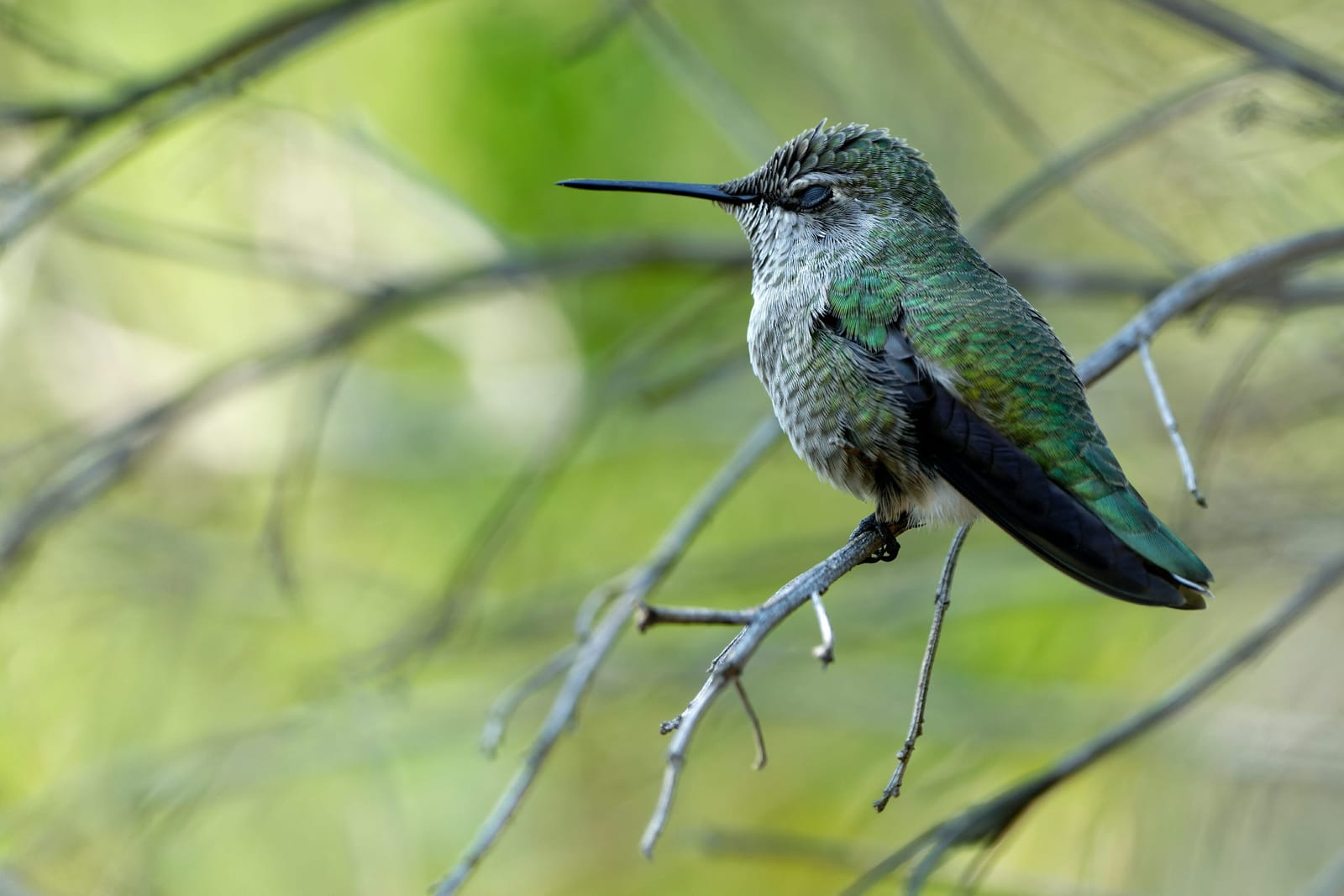 Photo from “Hummingbirds”