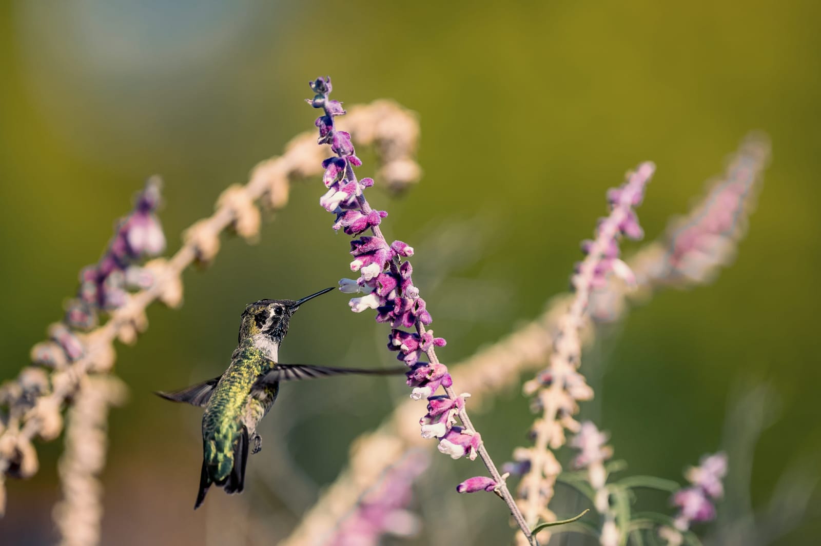 Photo from “Hummingbirds”