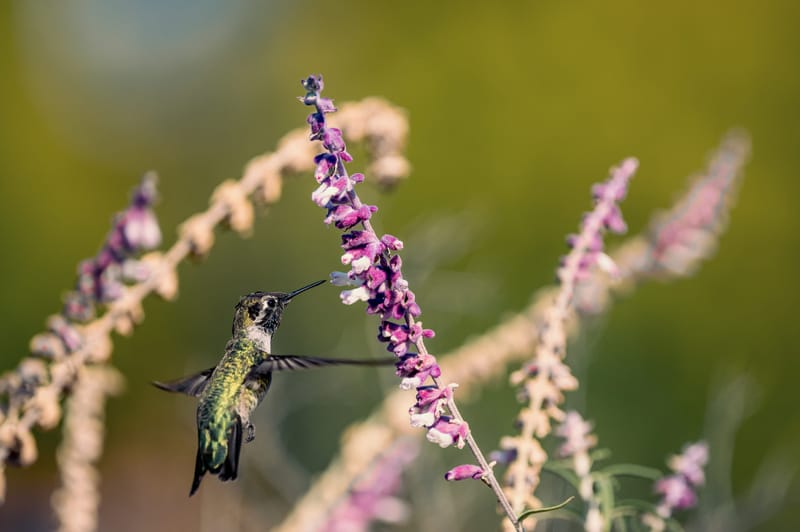 Photo from “Hummingbirds”