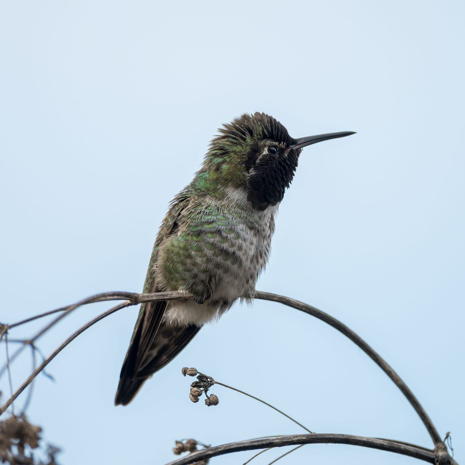 Photo from “Hummingbirds”