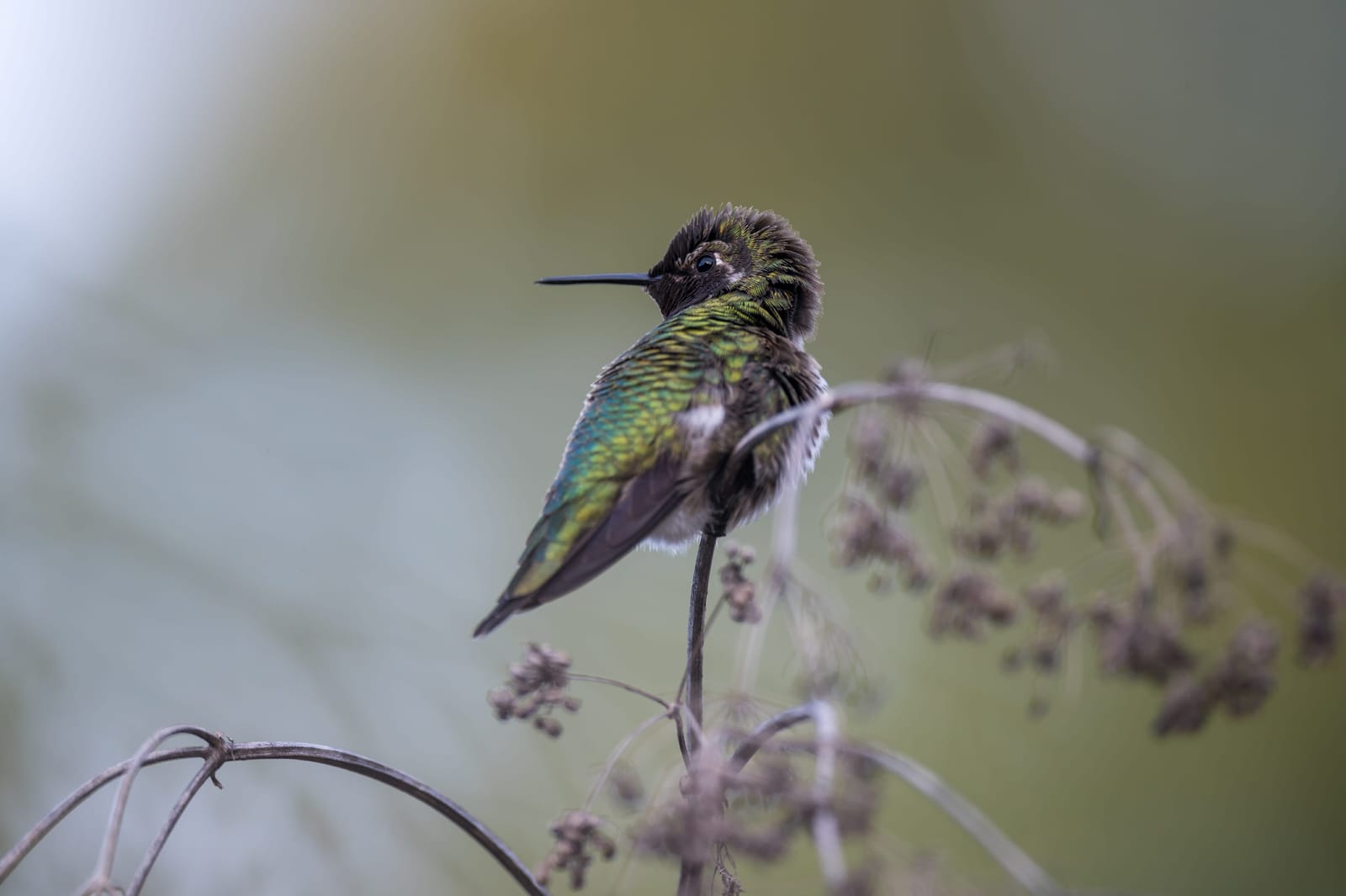 Photo from “Hummingbirds”