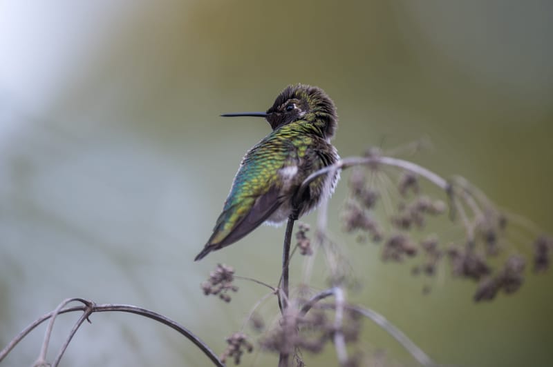Photo from “Hummingbirds”
