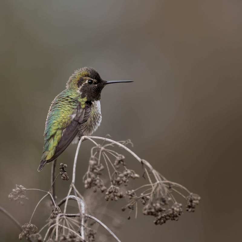 Photo from “Hummingbirds”