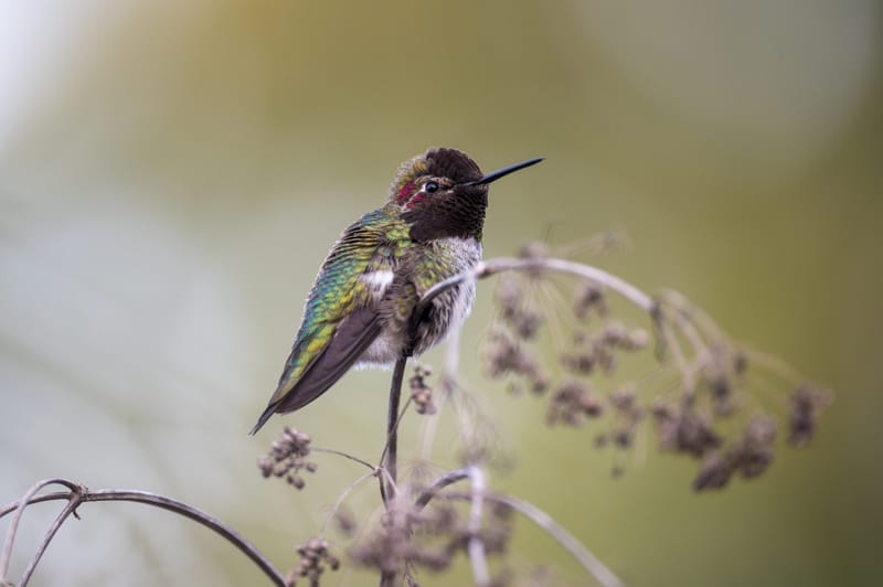 Photo from “Hummingbirds”