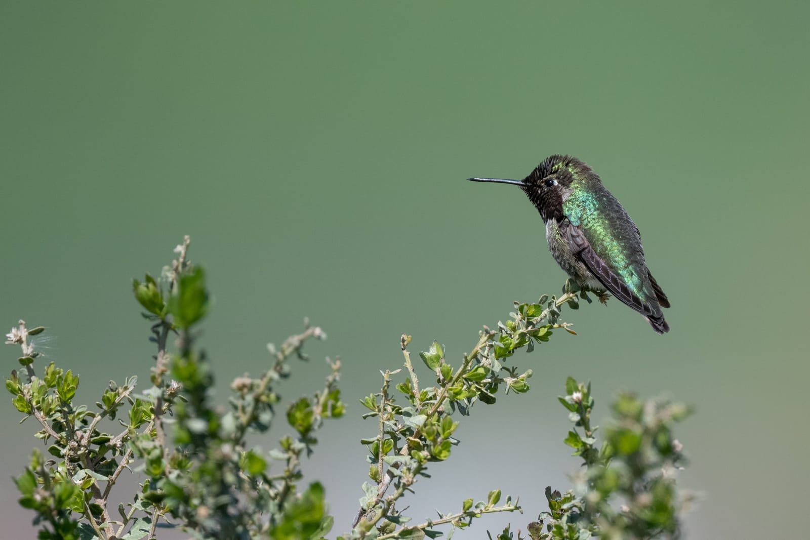 Photo from “Hummingbirds”