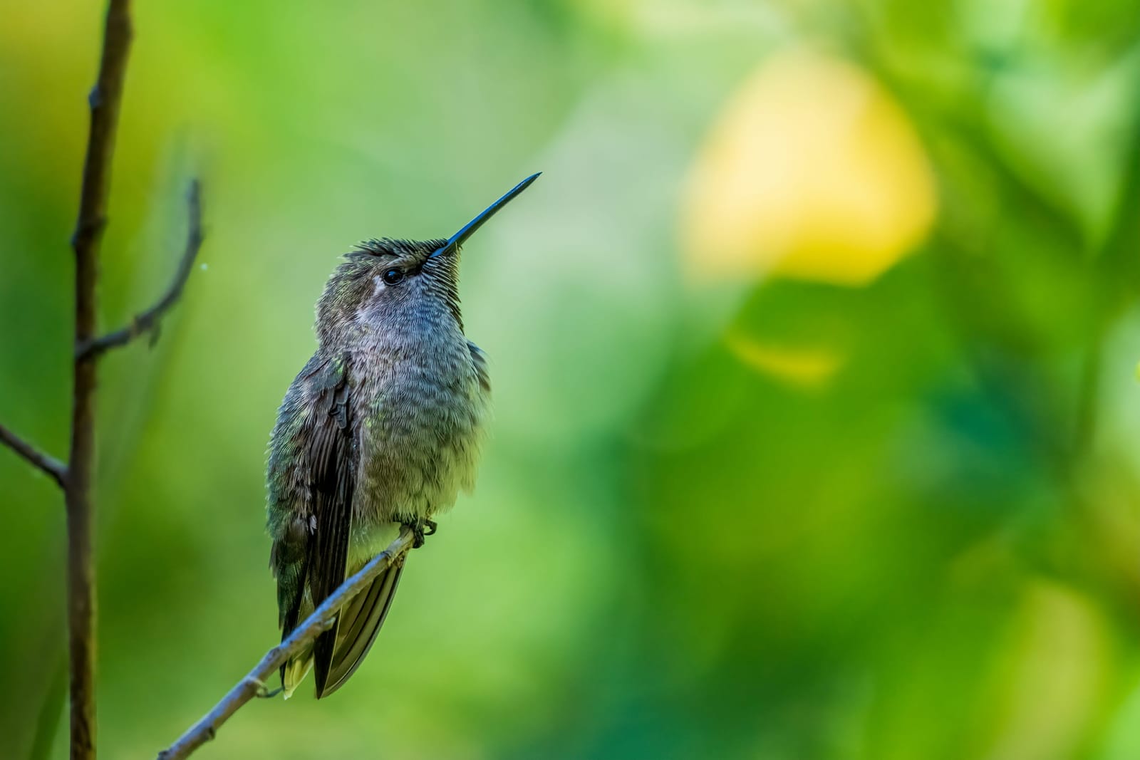 Photo from “Hummingbirds”