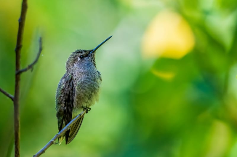 Photo from “Hummingbirds”