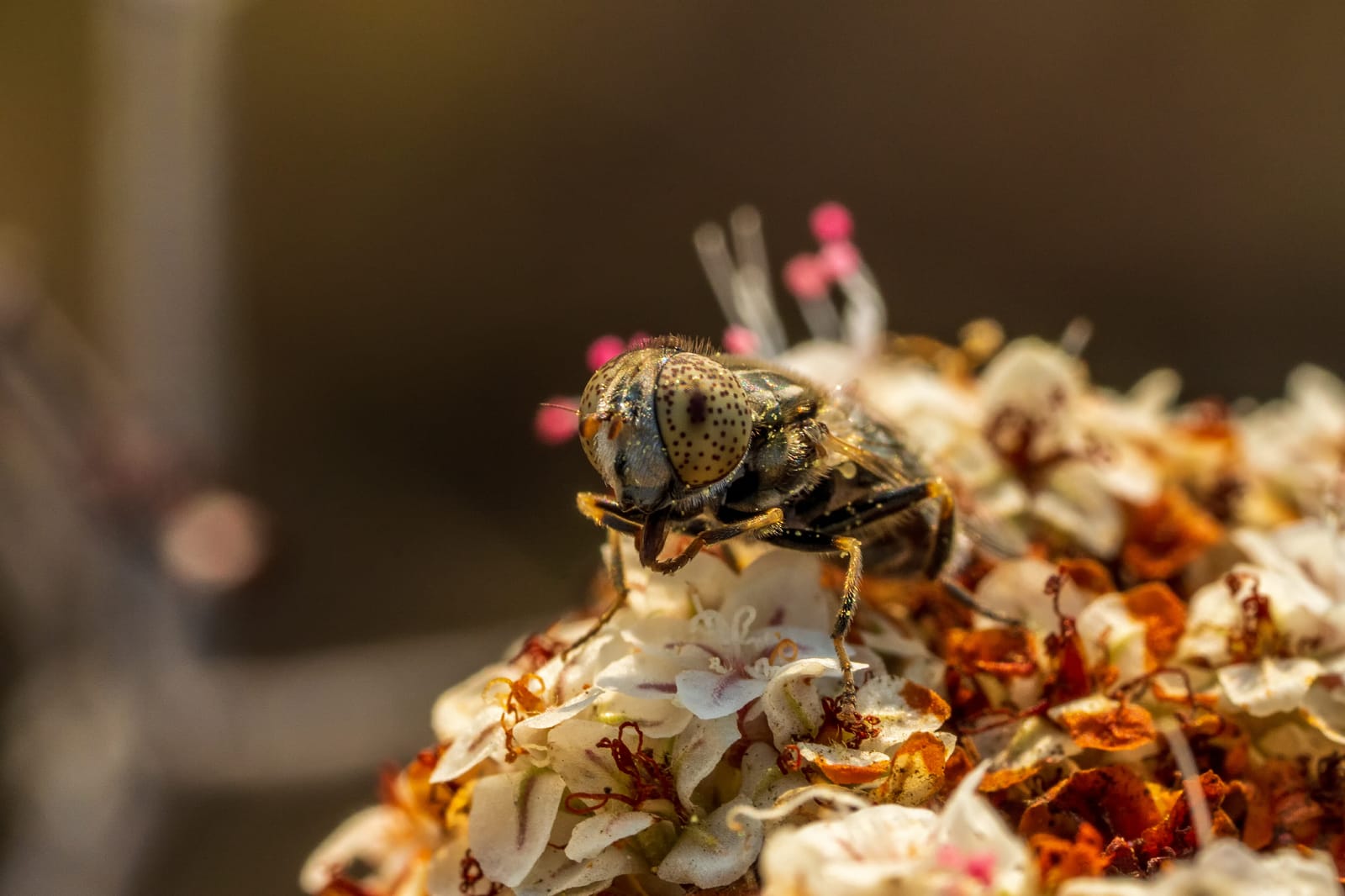 Photo from “Insects”