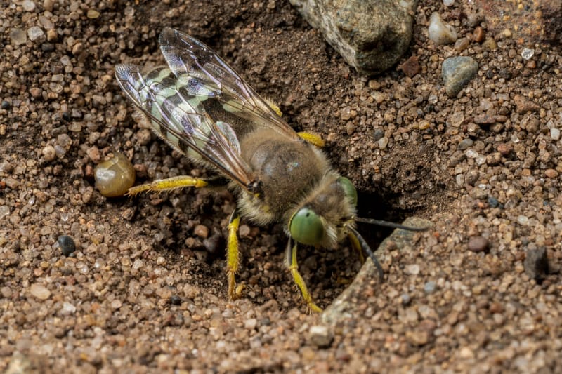 Photo from “Insects”