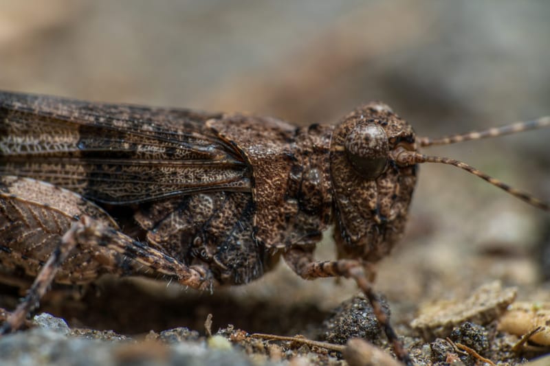 Photo from “Insects”