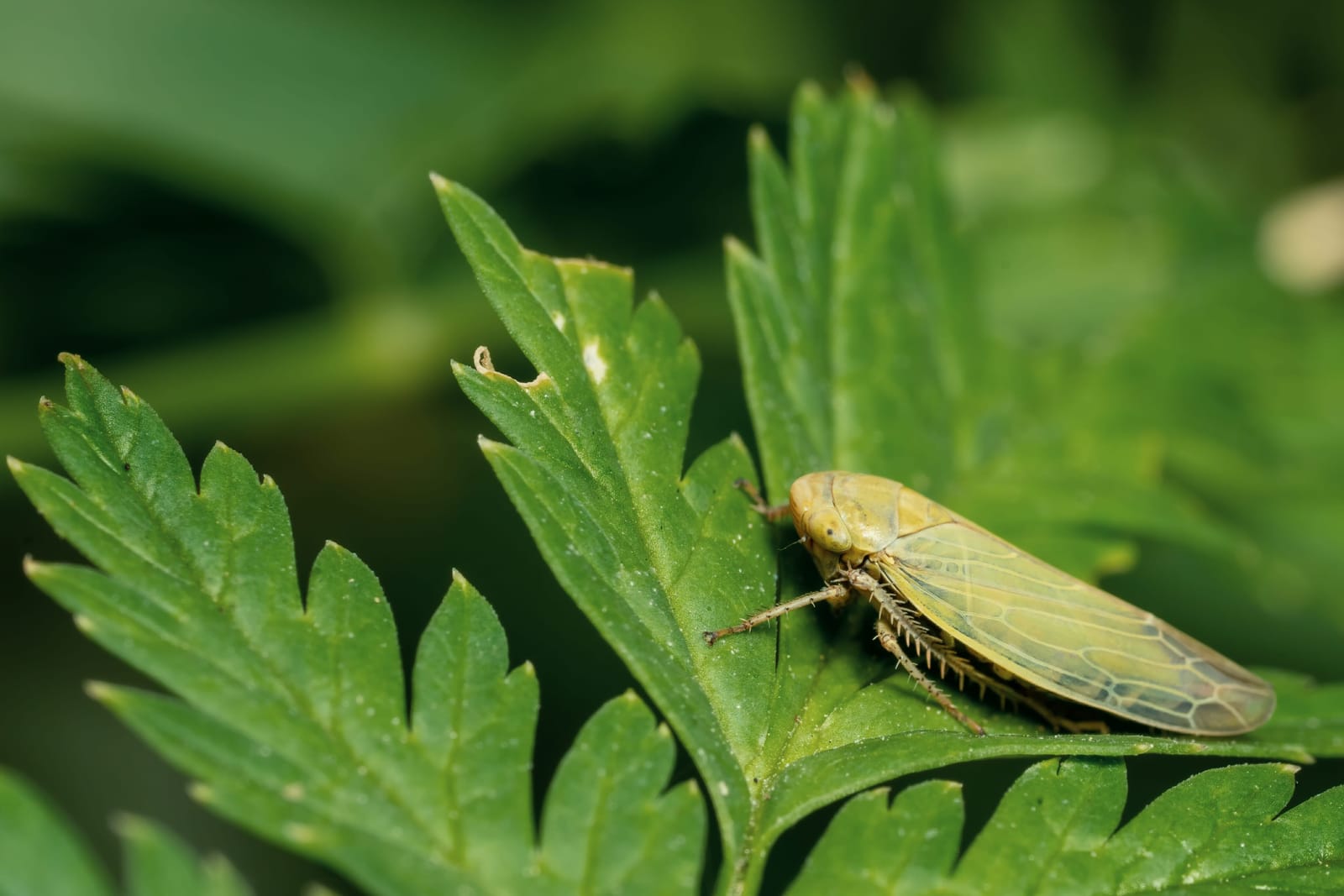 Photo from “Insects”