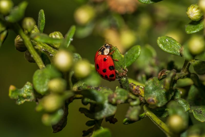 Photo from “Insects”