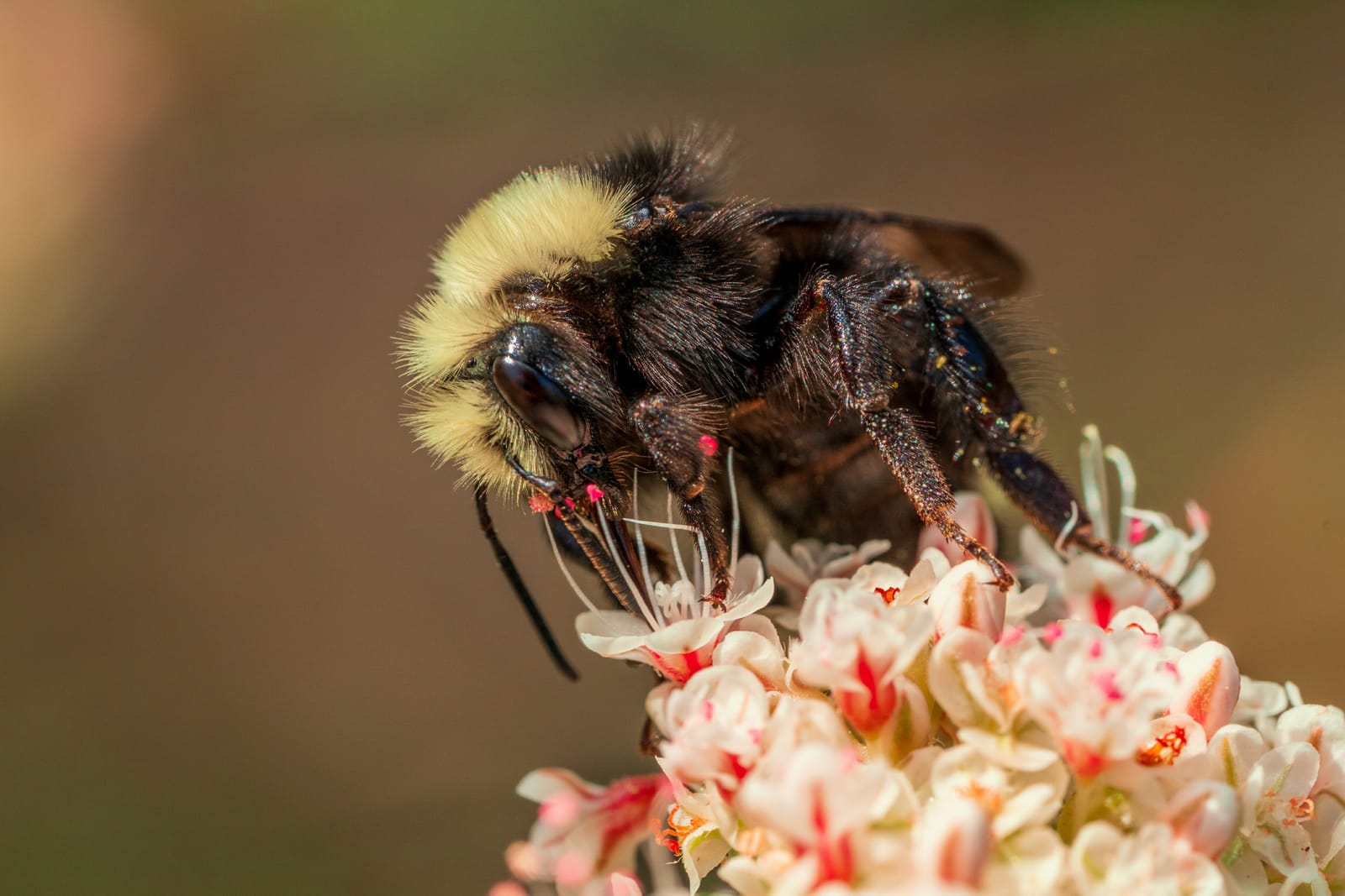 Photo from “Insects”