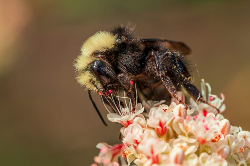 Photo from “Insects”