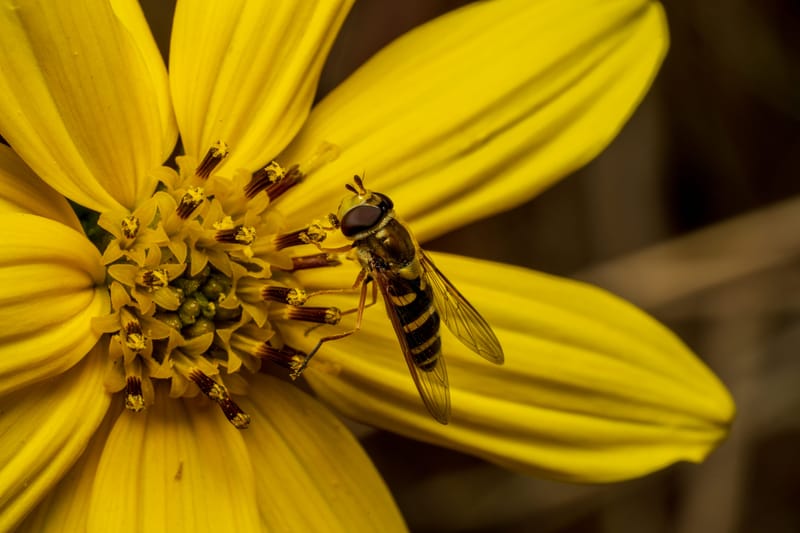 Photo from “Insects”