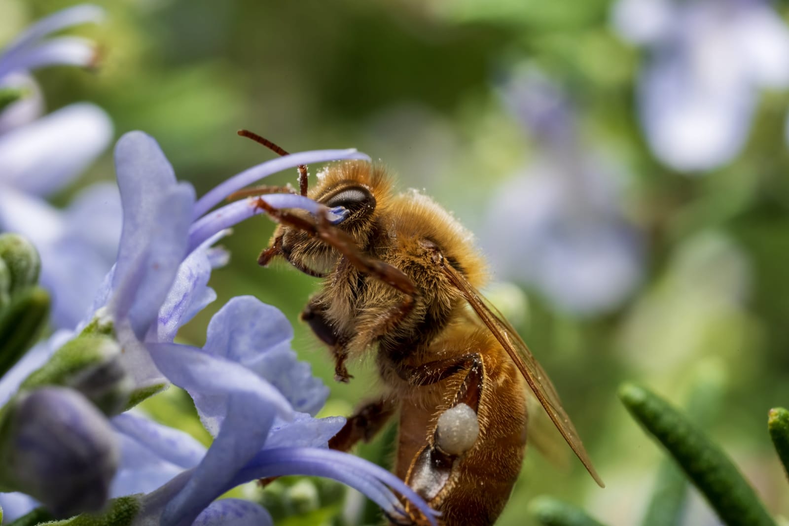 Photo from “Insects”