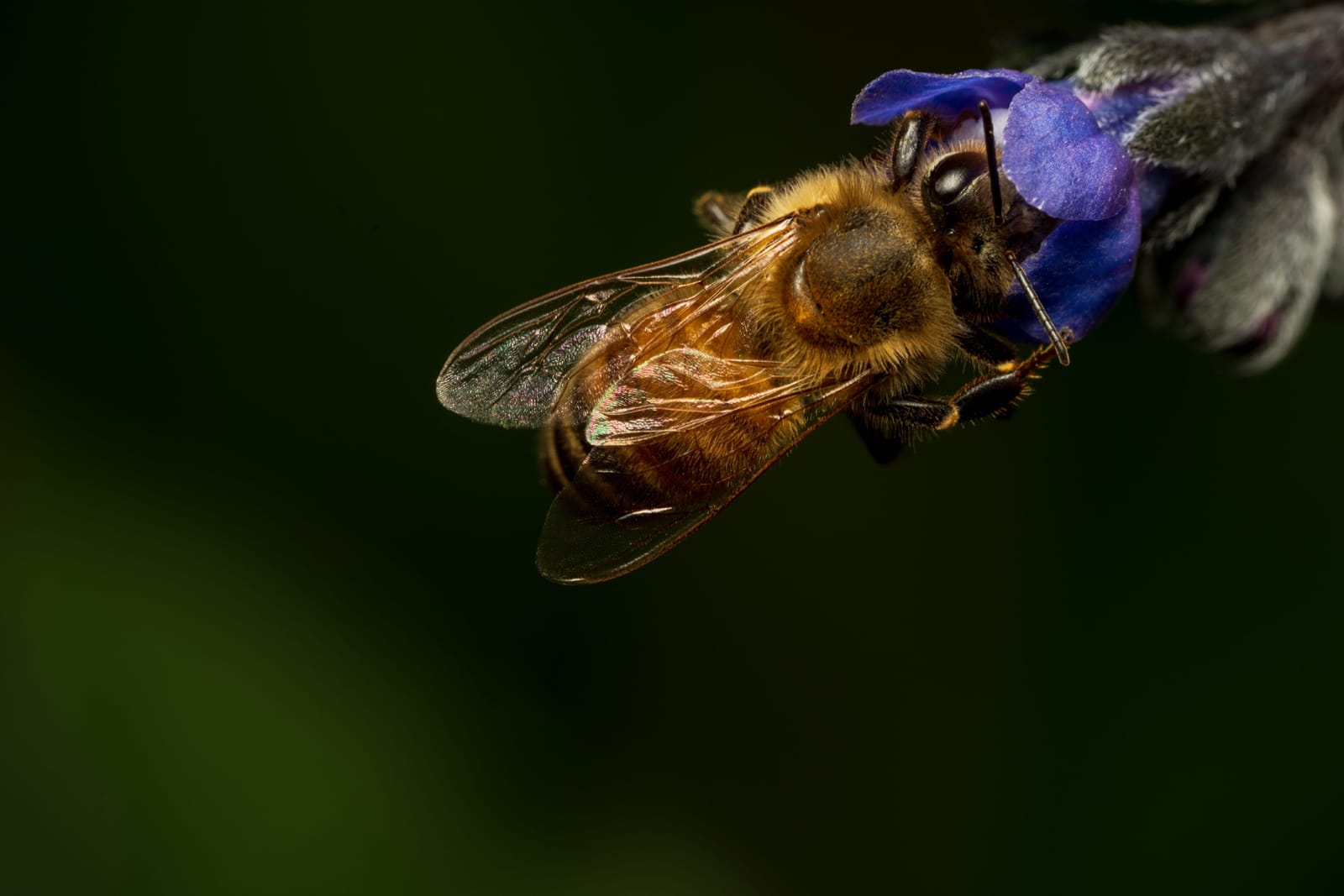 Photo from “Insects”