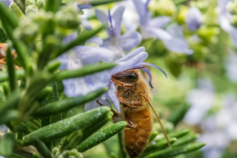 Photo from “Insects”