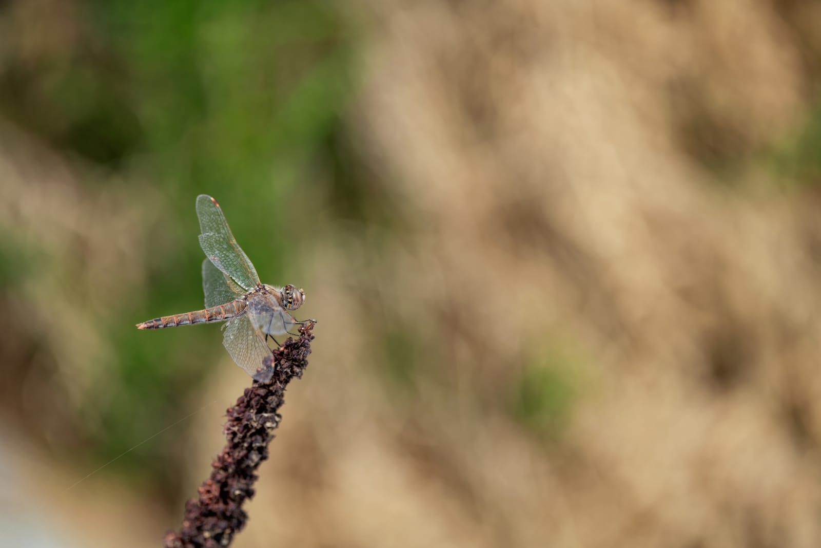Photo from “Kern NWR”