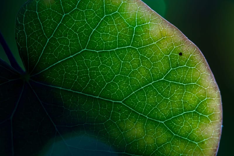 Photo from “Leaves”