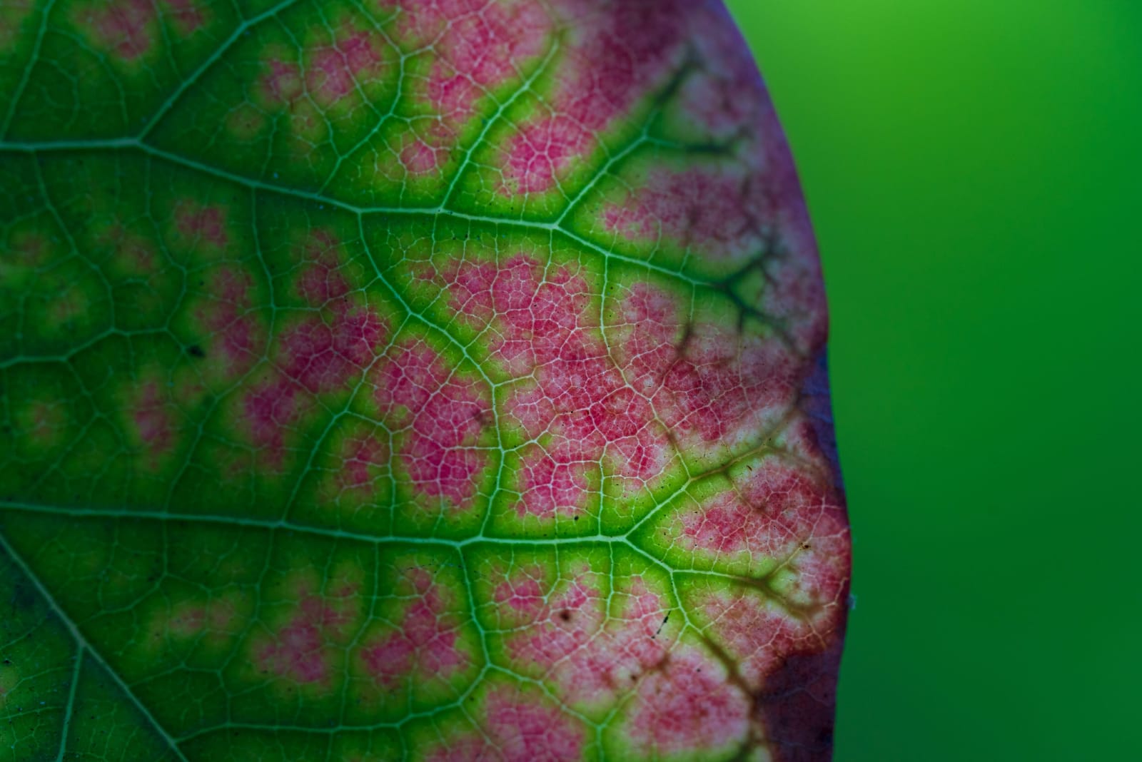 Photo from “Leaves”