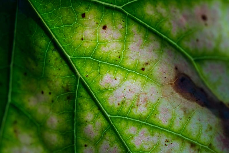 Photo from “Leaves”
