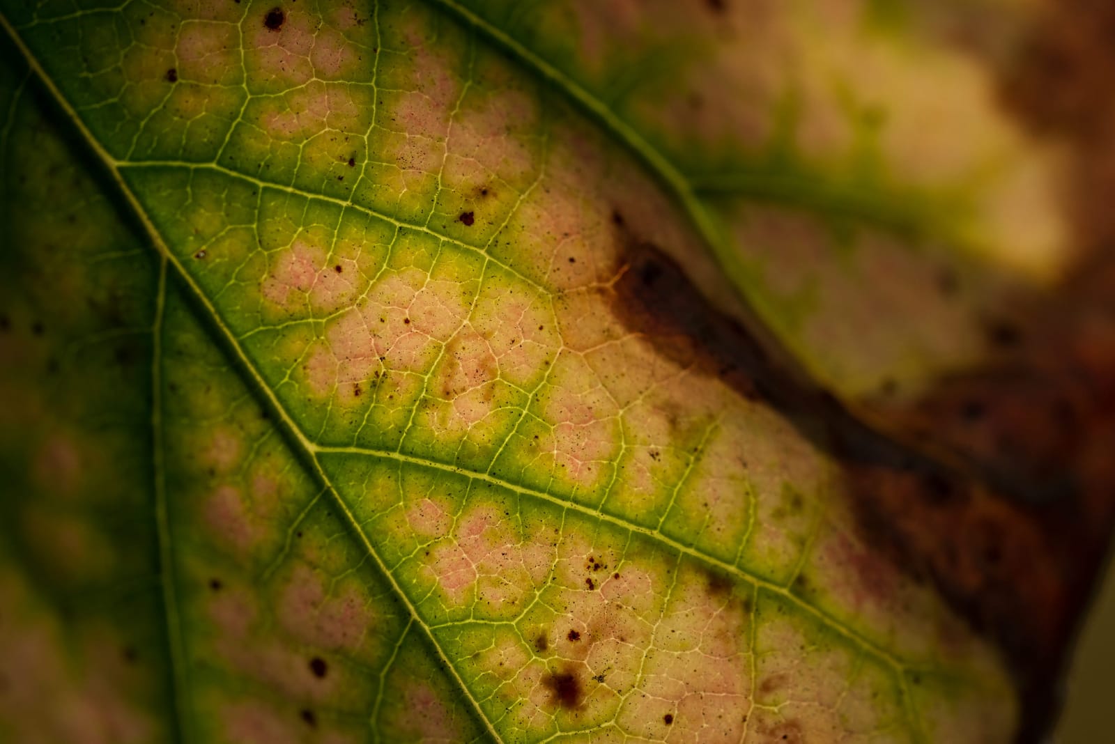 Photo from “Leaves”