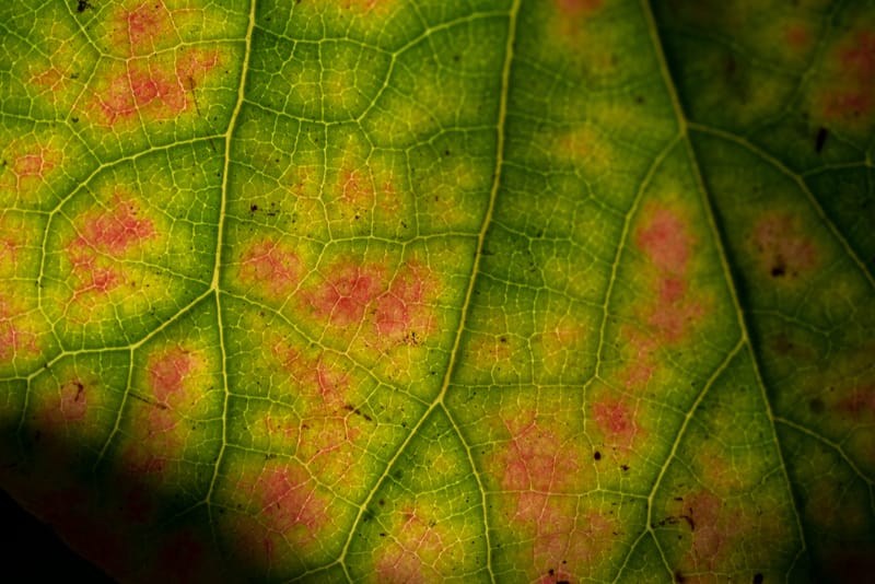 Photo from “Leaves”
