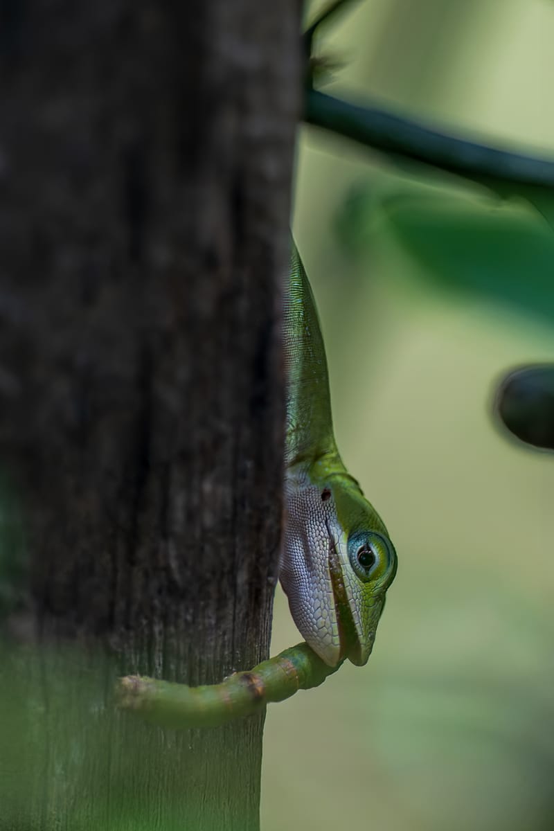Photo from “Lagartijas”