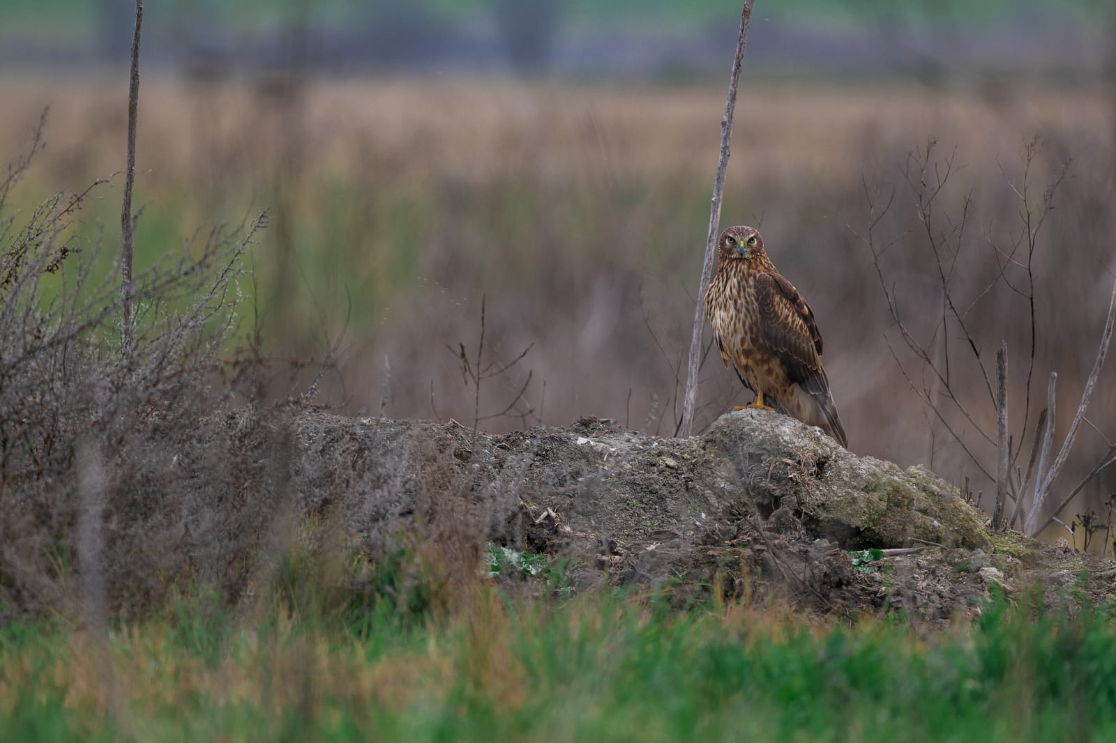 Photo from “Merced NWR - Winter”