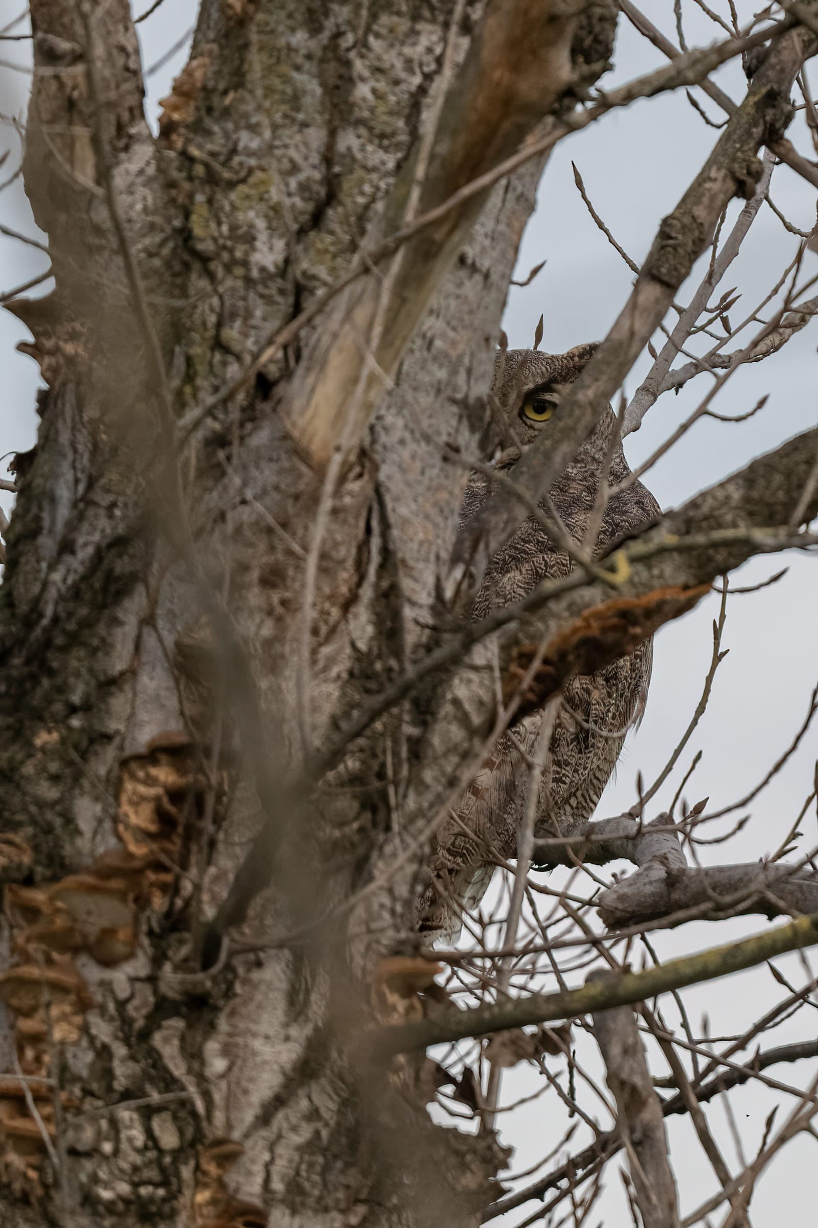 Photo from “Merced NWR - Winter”