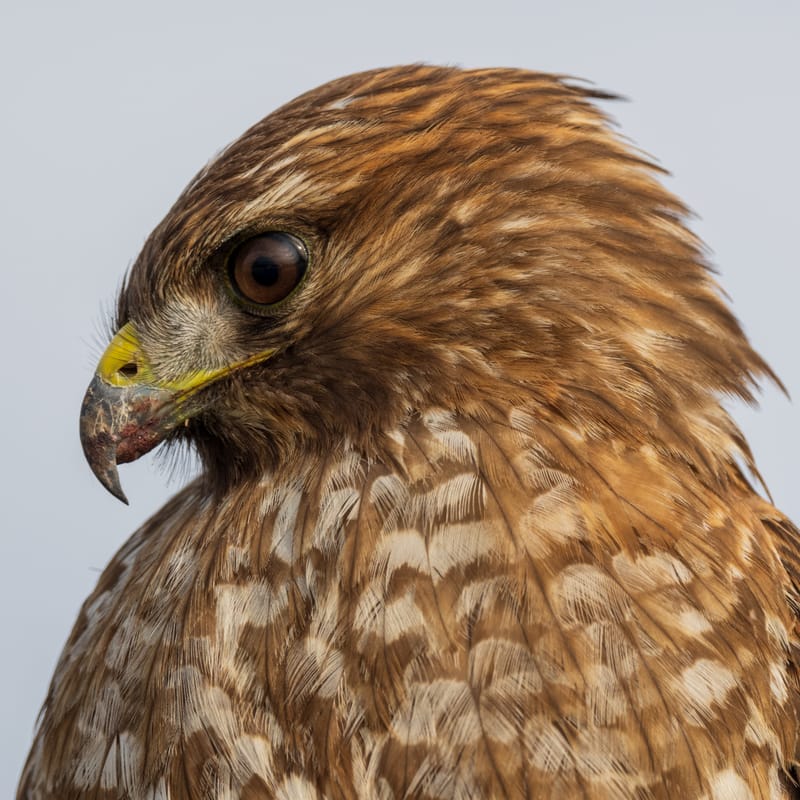 Photo from “Merced NWR - Winter”