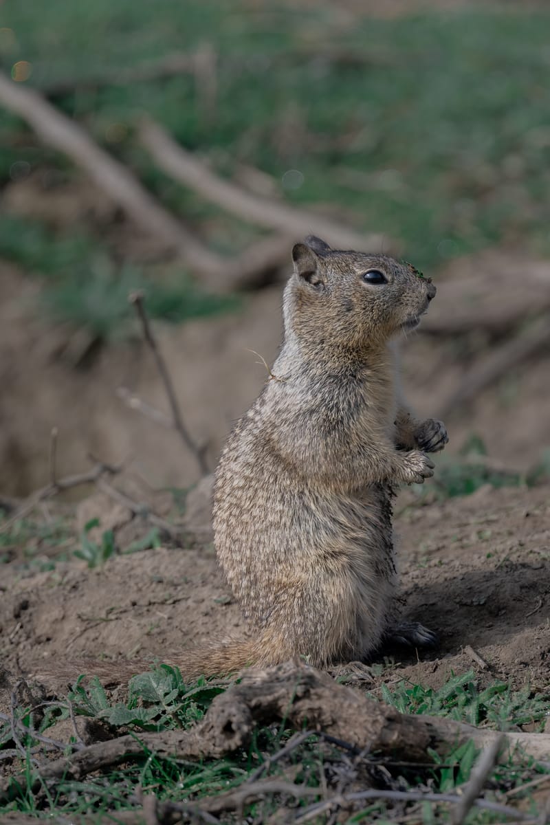 Photo from “Merced NWR - Winter”