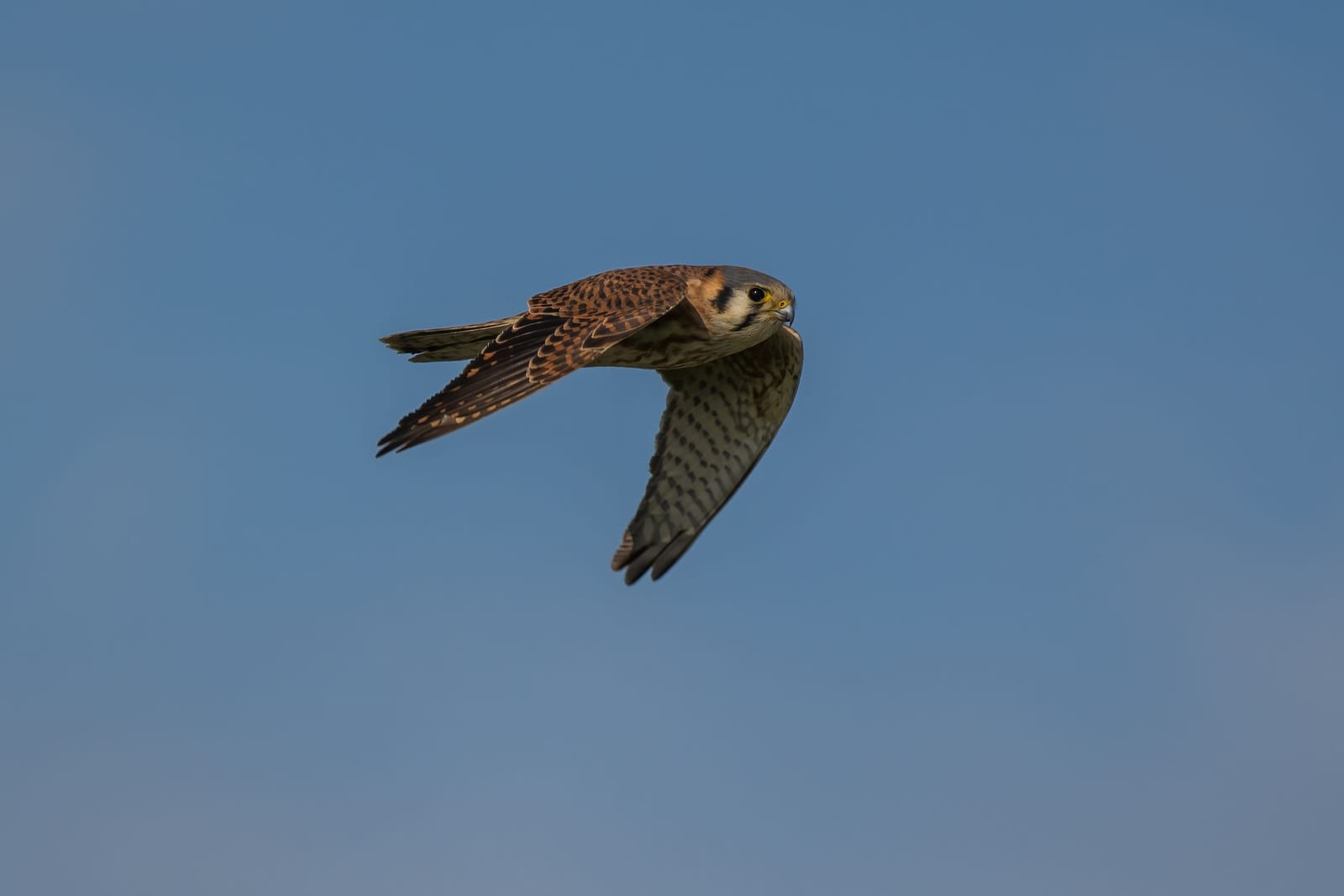 Photo from “Merced NWR - Winter”