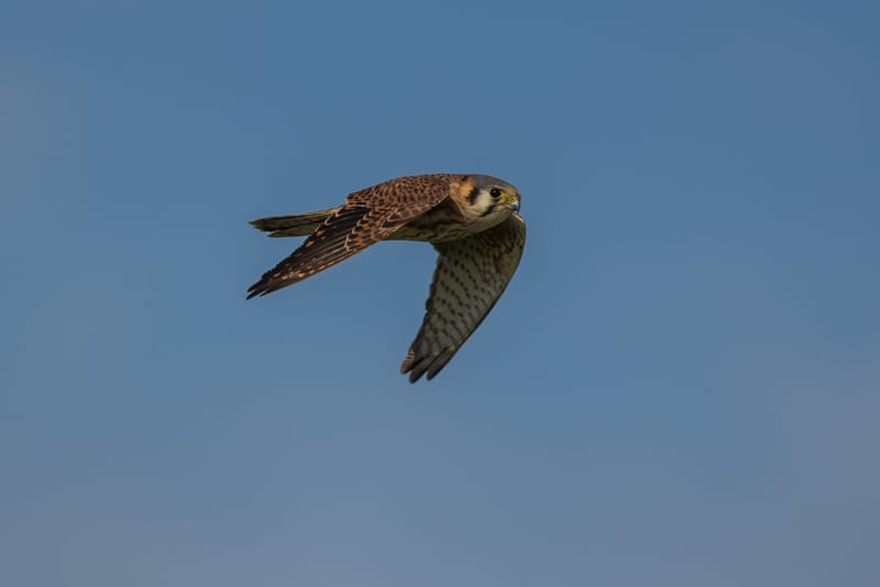 Photo from “Merced NWR - Winter”