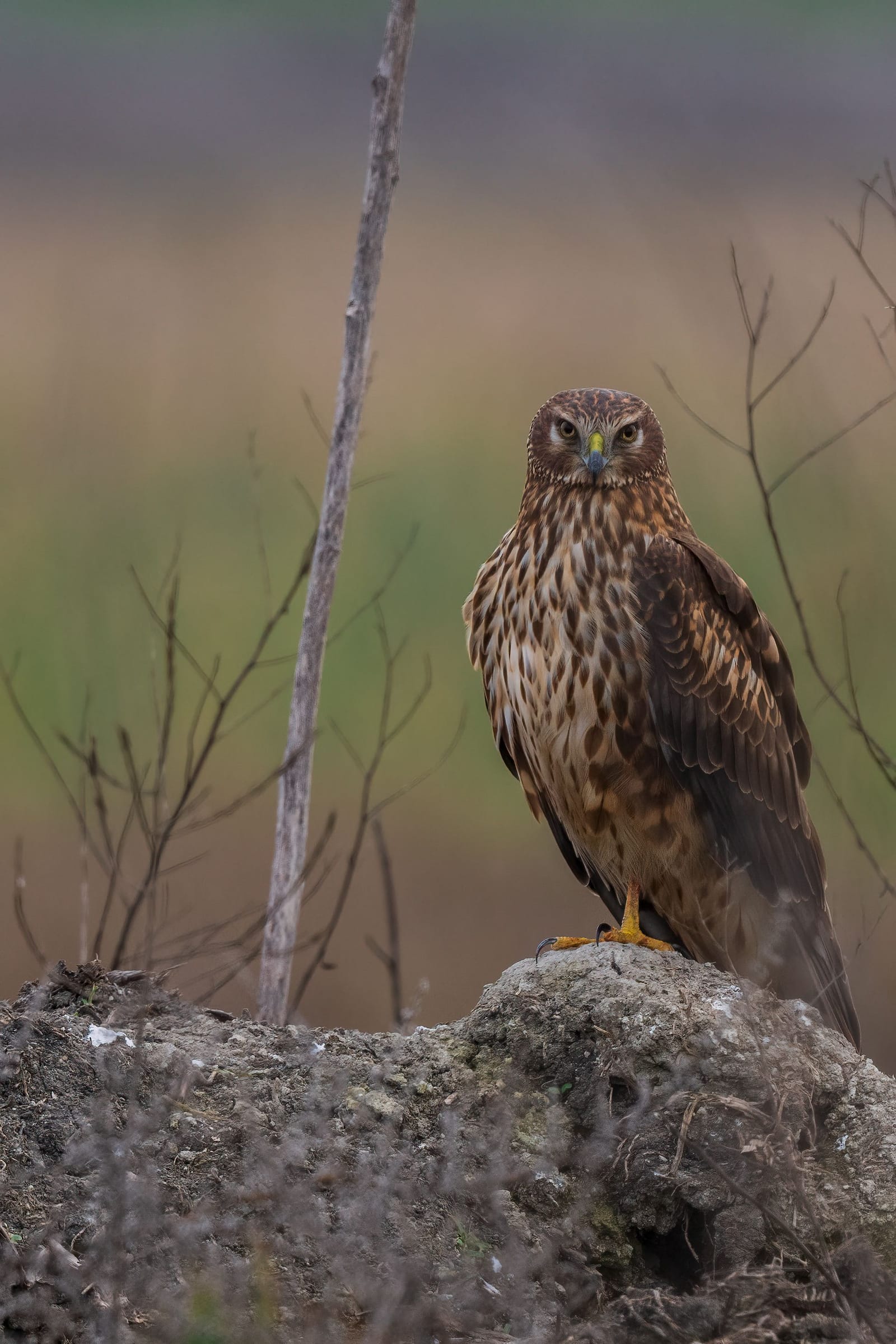 Photo from “Merced NWR - Winter”