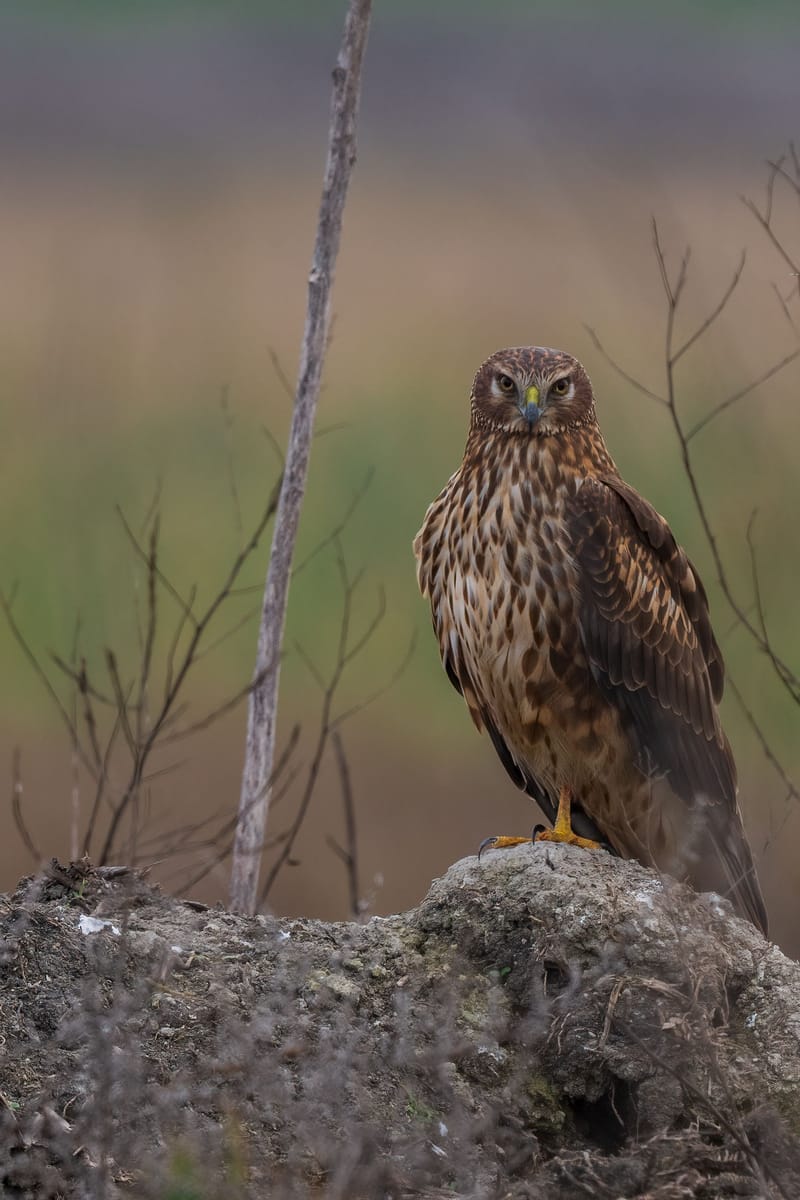 Photo from “Merced NWR - Winter”