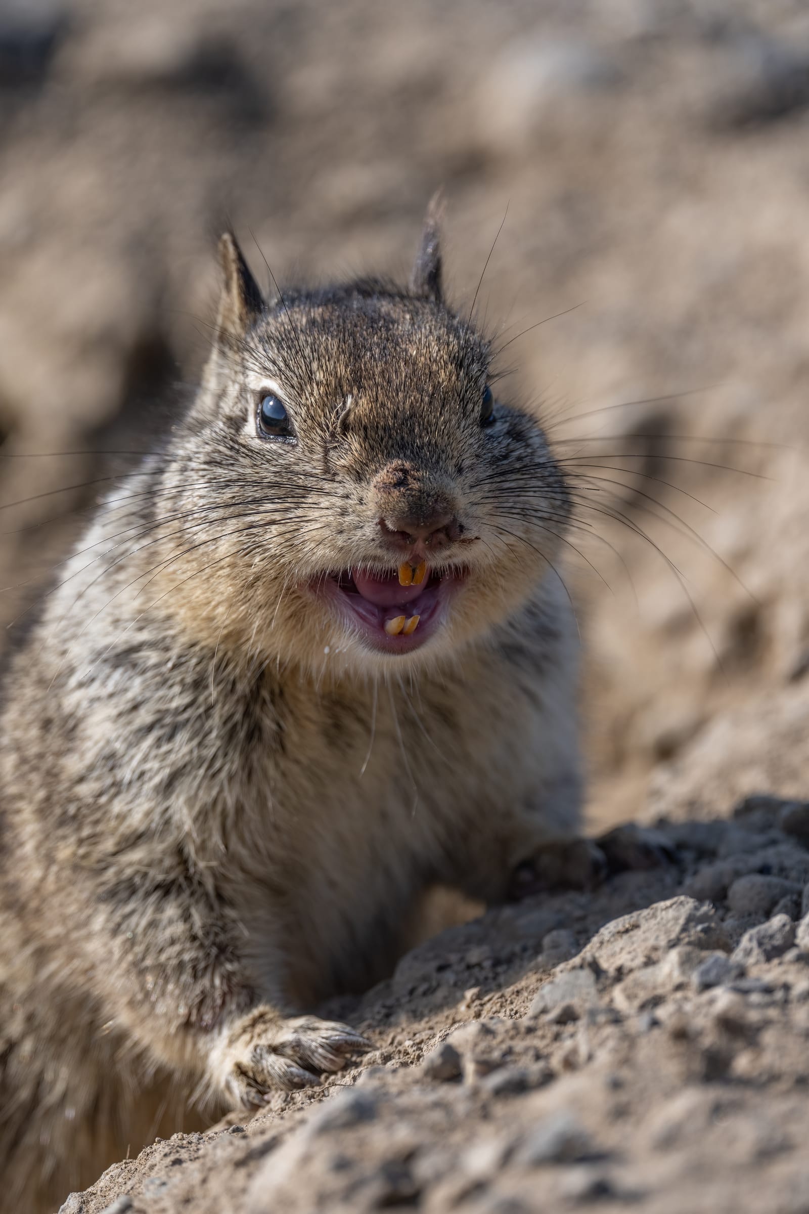 Photo from “Merced NWR - Winter”