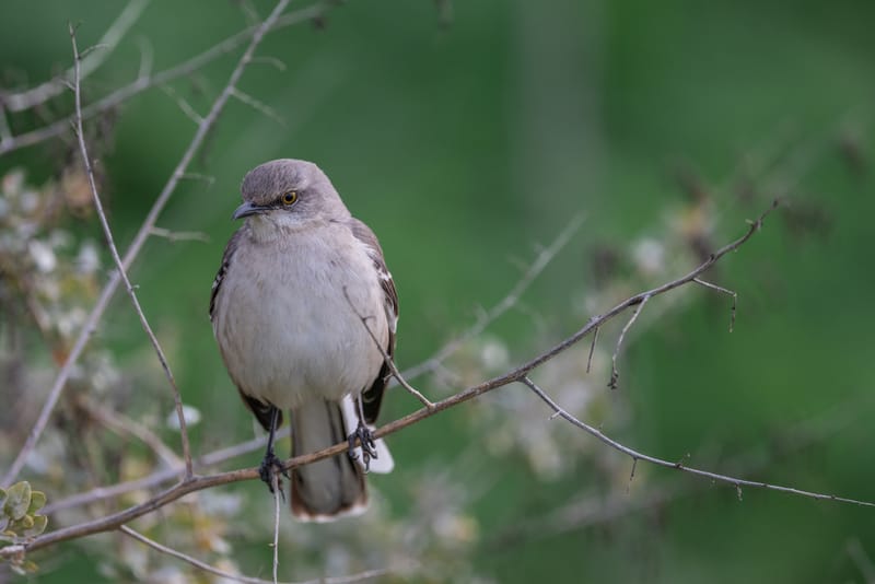 Photo from “Merced NWR - Winter”