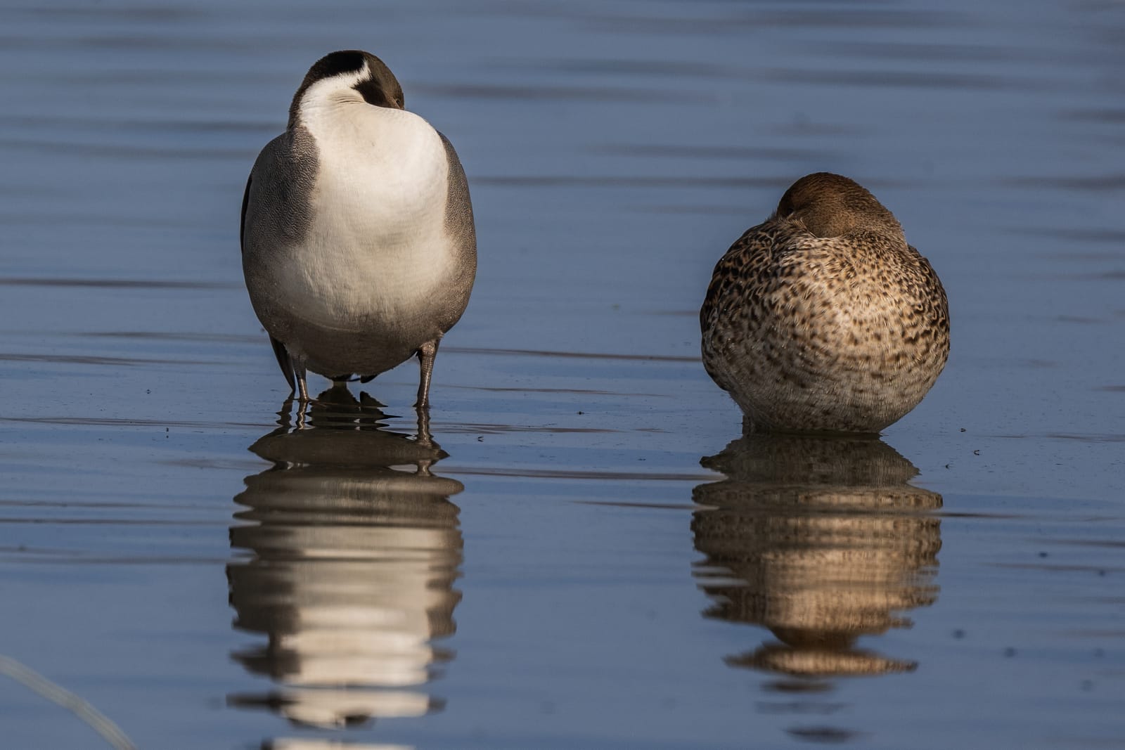 Photo from “Merced NWR - Winter”