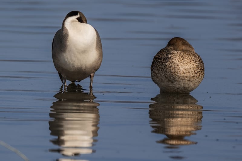 Photo from “Merced NWR - Winter”