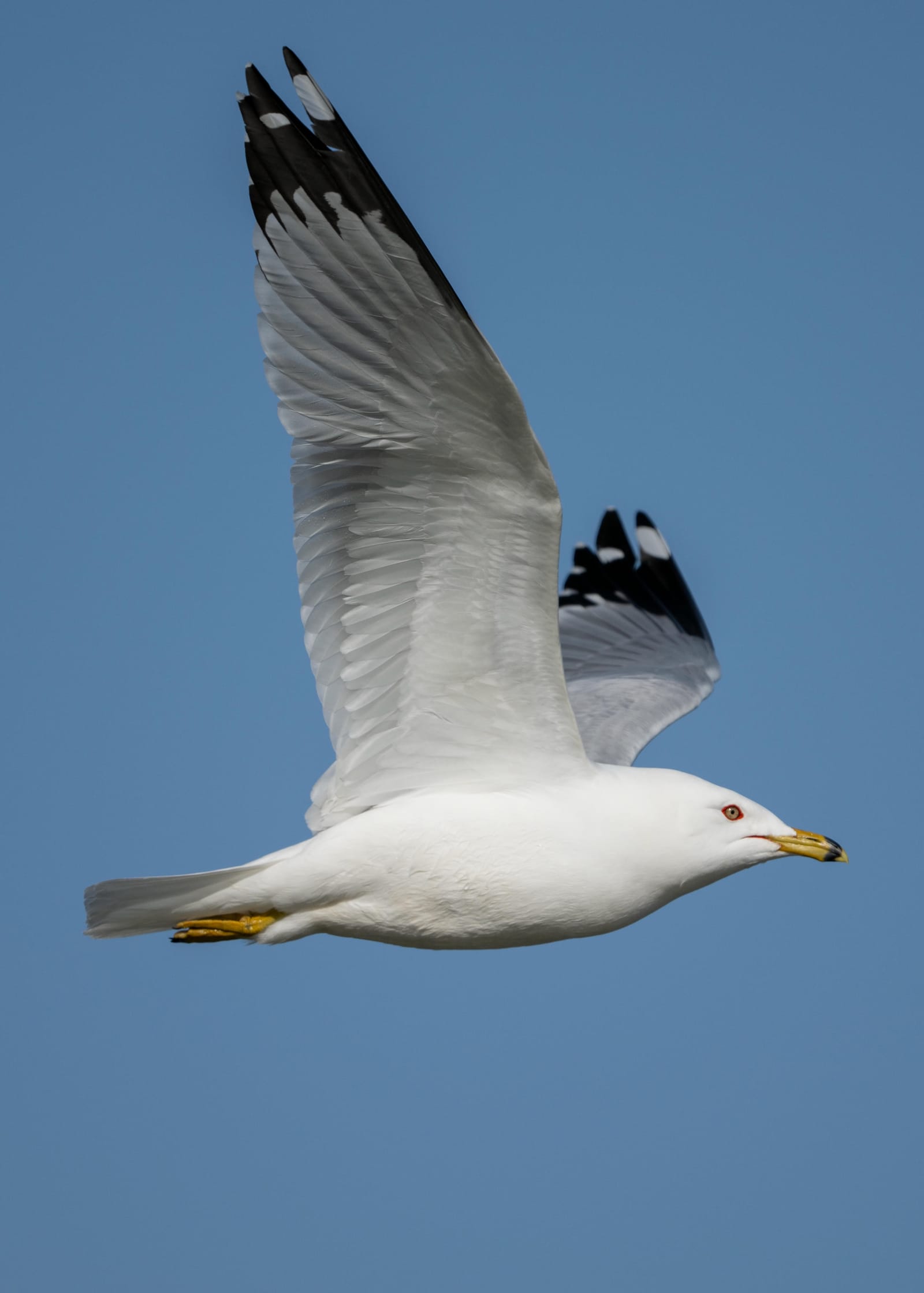 Ring-billed gull flying against a clear blue sky, wings raised.
