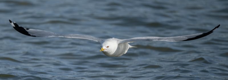 Ring-billed gull gliding low over the water with its wings fully spread.