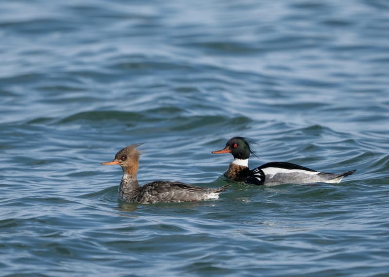 Pair of red-breasted mergansers swimming on rippled blue water.