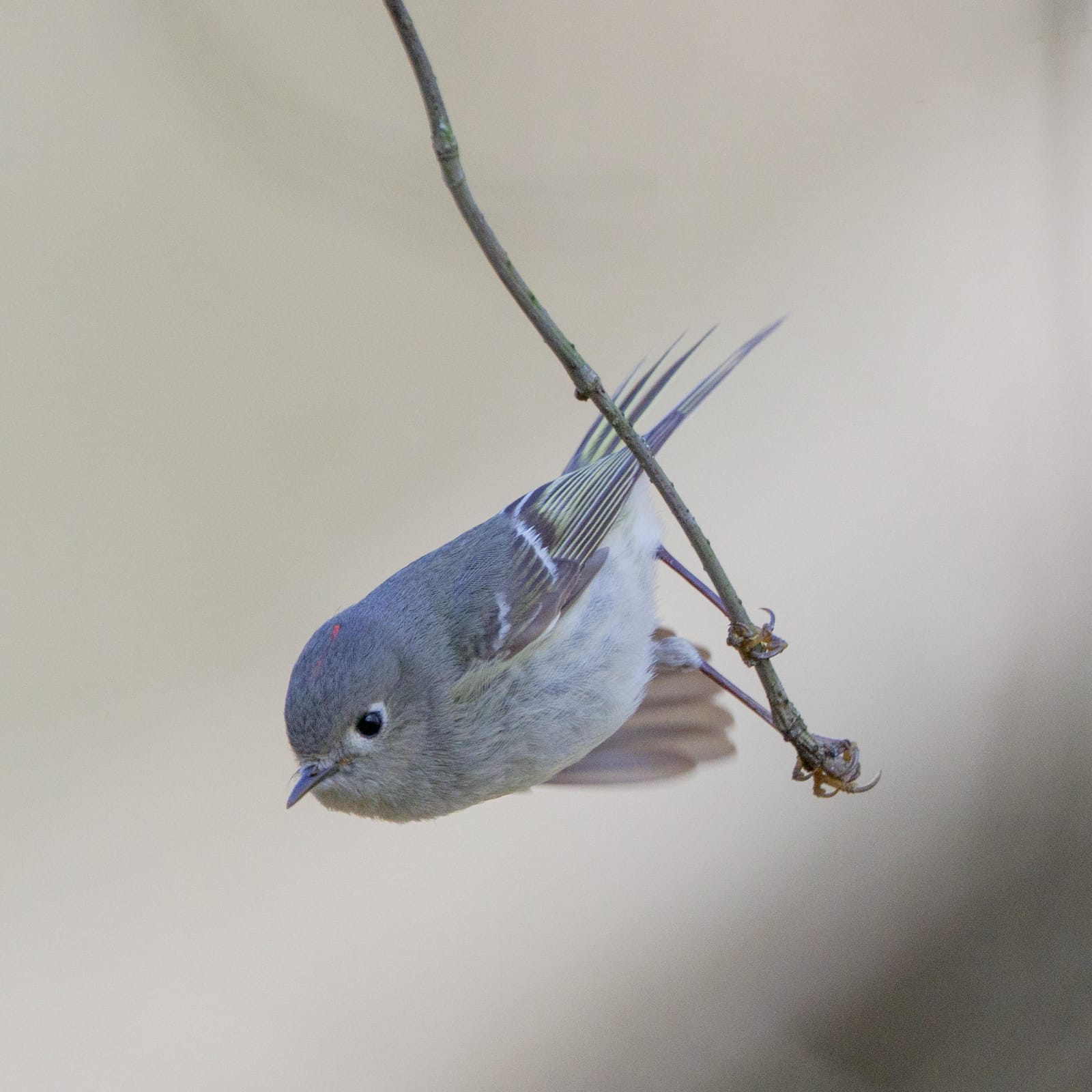 Ruby-crowned kinglet hanging upside down from a thin twig.