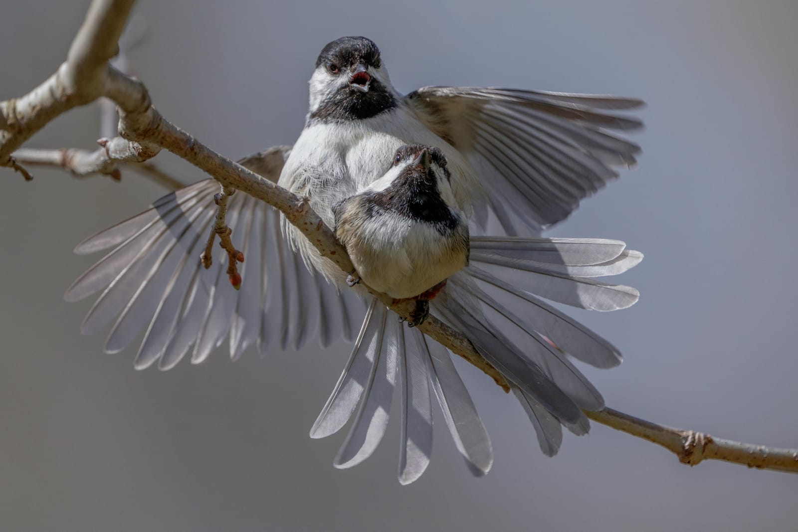 Two black-capped chickadees on a branch, one with its wings and tail fanned wide.