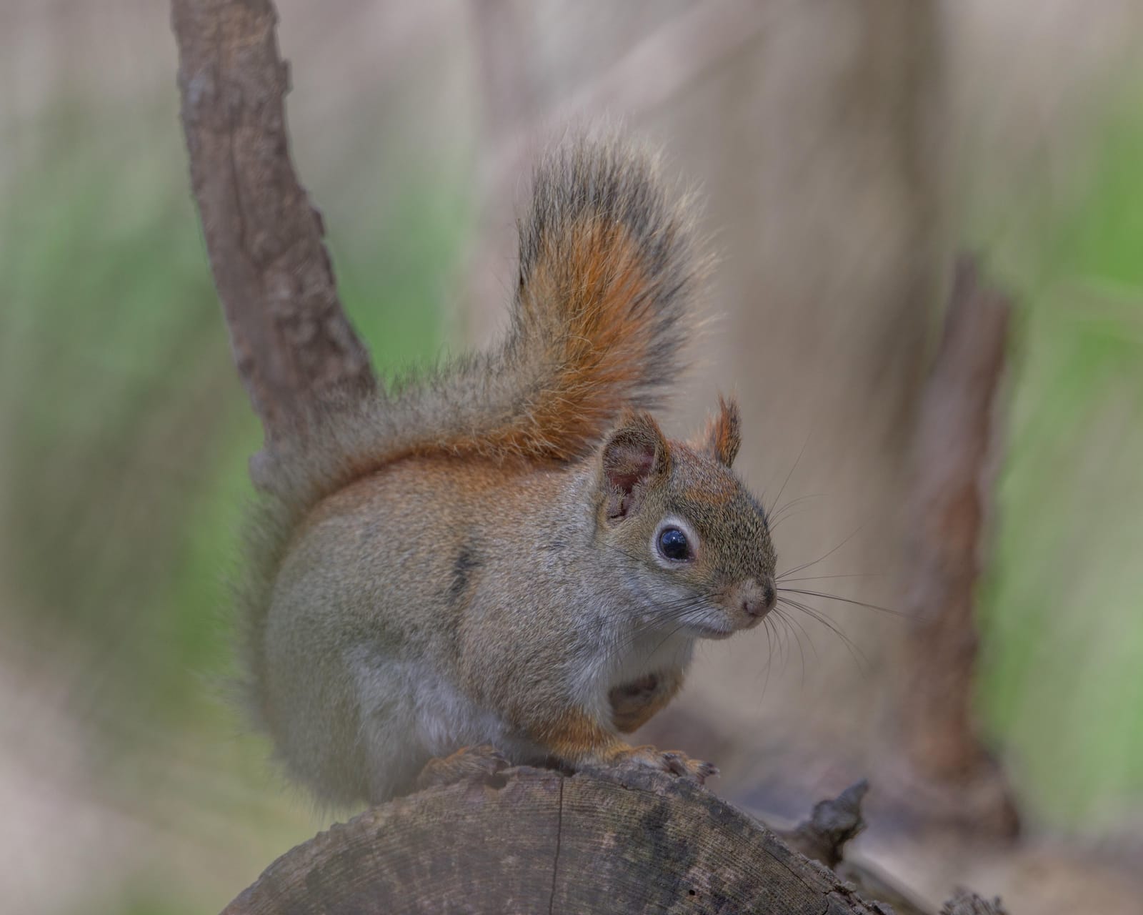 Red squirrel sitting on a cut log with its tail curled up behind it.