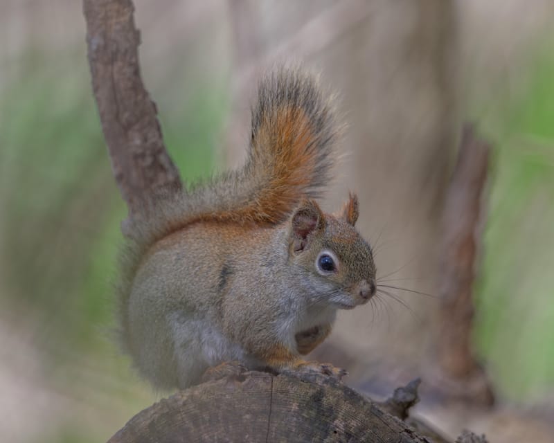 Red squirrel sitting on a cut log with its tail curled up behind it.